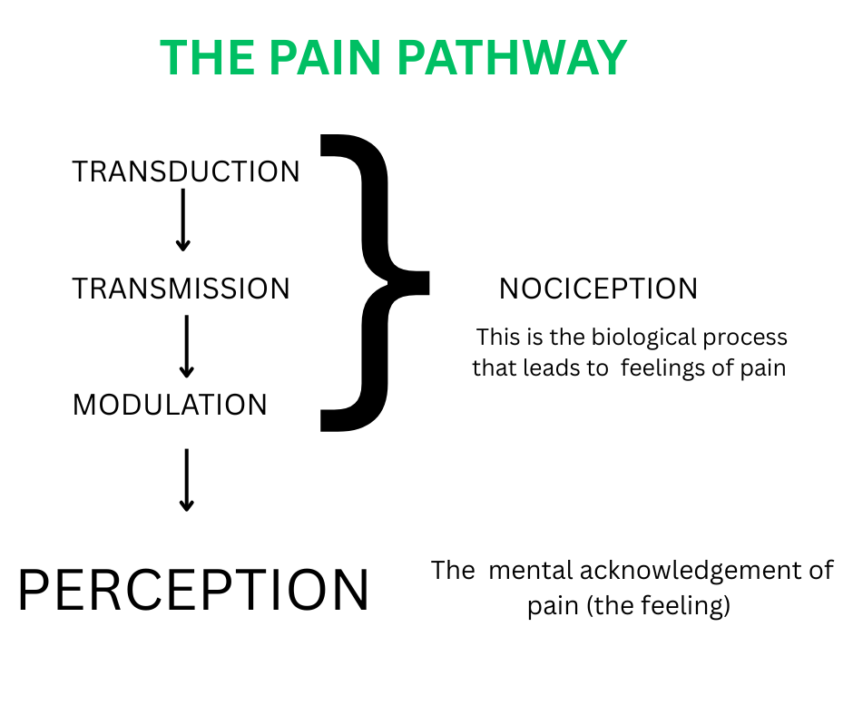 the pain pathway the pain pathway
